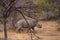 Young rhinoceros in Pilanesberg National Park,South Africa.