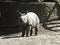 Young Rhinoceros Rhino Animal Standing and Looking on Sunny Day