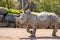 Young rhinoceros walking in profile in a wildlife