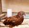 Young Rhode Island Red Brown Pullet