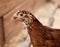 Young Rhode Island Red Pullet