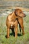 Young Rhodesian Ridgeback dog