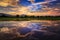 Young rice field against reflected sunset sky