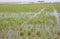 Young rice growing in paddy fields, Spain