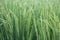 Young rice paddy field with water drops of dew. Nature green background