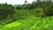 Young rice plants and coconut palms near terraces bali