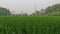 Young rice plants with fresh green leaves, in the morning with cold air but the sun shines brightly