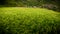 Young Rice Plants Glowing Green and Yellow With Maligcong Village in Dista