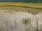 Young rice plants in a paddy field filled with water in rural area in the North of Thailand