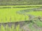 Young Rice ready to growing in rice fields
