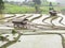 Young Rice ready to growing in rice fields on terraced