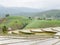 Young Rice ready to growing in rice fields on terraced