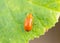 Young Rice Thrips, Pumpkin Pest.