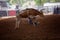 Young Rider Falls Off Bucking Calf At Country Rodeo