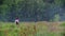 A young rider on a horse galloping towards the forest, surrounded by the beautiful nature