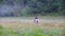 A young rider on a horse goes to the misty forest and looks back