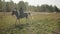 A young rider sets off early in the morning on a long horse ride through rough terrain and woods.