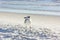 A young Ring-billed Gull (Larus delawarensis)