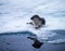 Young ring neck seal cub rests on ice floe in Arctic