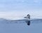 Young ring necked seal rests on ice watching out for polar bears