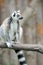 Young ring-tailed lemur