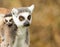 Young Ring-tailed lemur