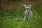 Young ring tailed lemur on grass