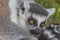 Young ring-tailed lemur sitting with mother