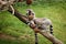 Young Ring-tailed Lemur tries to annoy its older sibling to some chase or battle. Restless teenager Lemur catta roams the park