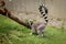 Young Ring-tailed Lemur tries to annoy its older sibling to some chase or battle. Restless teenager Lemur catta roams the park