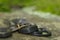 A young Ringneck Snake