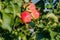 Young ripe apples on a tree branch