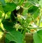 Young ripening apple fruits