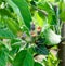 Young ripening apple fruits