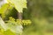Young ripening bunches of grapevine on blurred background of vineyard