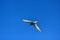 Young river tern (Sterna hirundo) flying