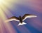 Young river tern (Sterna hirundo) flying