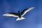 Young river tern (Sterna hirundo) flying