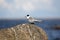 Young river tern (Sterna hirundo) sits on granite boulder