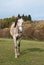 Young roan horse on pasture