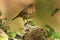 Young robin bird perches on a branch