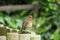 Young robin chick.