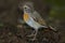 Young robin Erithacus rubecula sits on the bird watering place in the woods