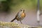 Young Robin fledgling looking at you