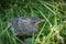 Young robin in grass