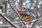 Young robins sitting in branches 3