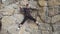 Young rock climber in training mountaineering. Caucasian man has climbing workout at indoor rock gym. training climbers