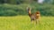 Young roe deer buck in summer at sunset with space for copy