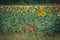 A young roe deer eats grass next to a sunflower field