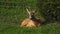 A young roe deer lies in the green grass.